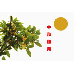 桂花茂盛