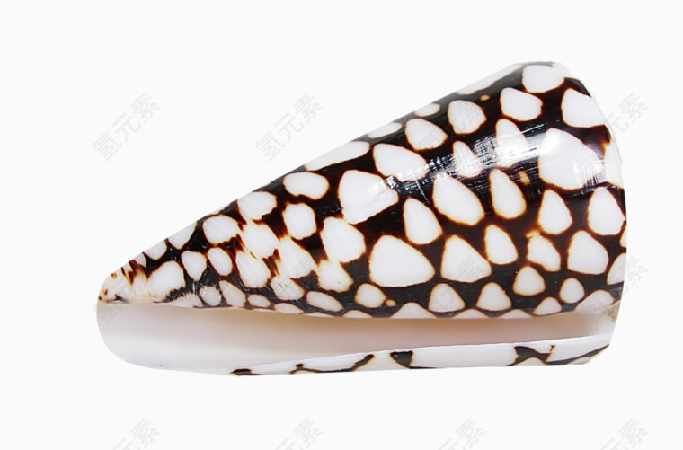 漂亮花纹海螺
