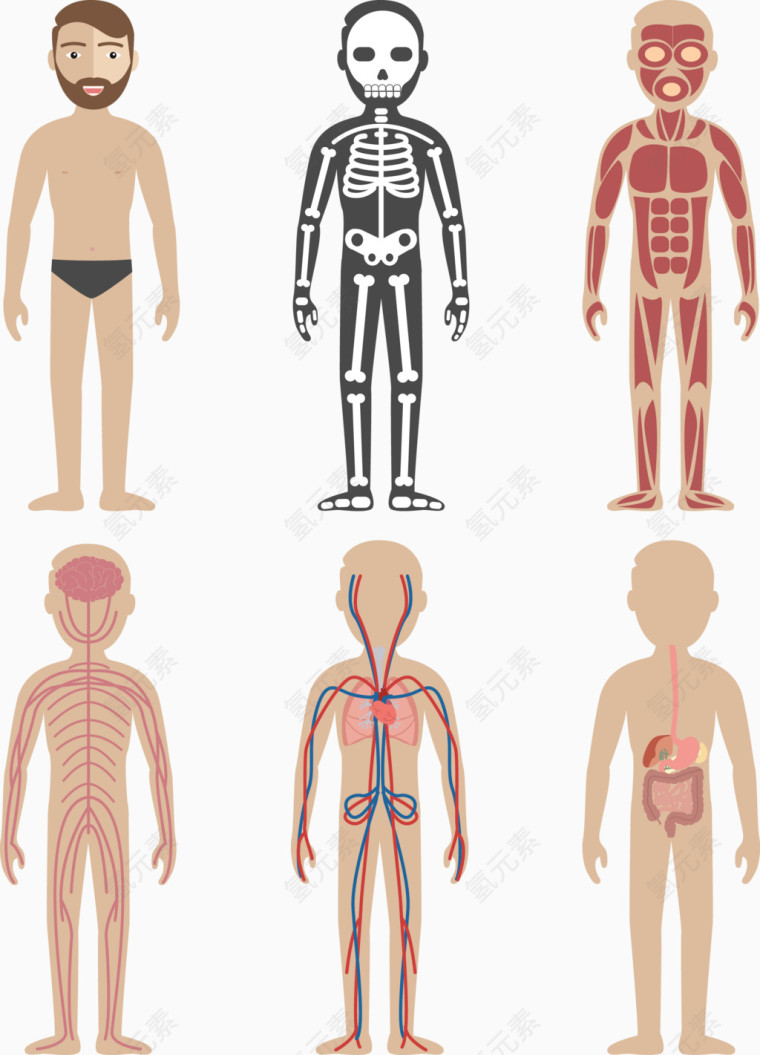 矢量手绘人体