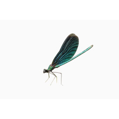合翅蜻蜓素材图