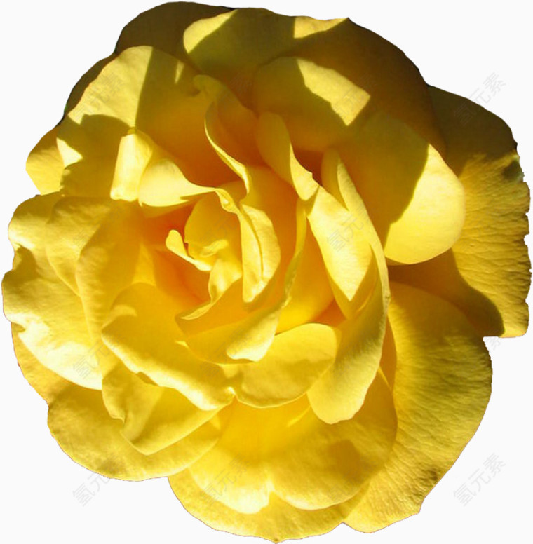 一朵盛开的黄玫瑰