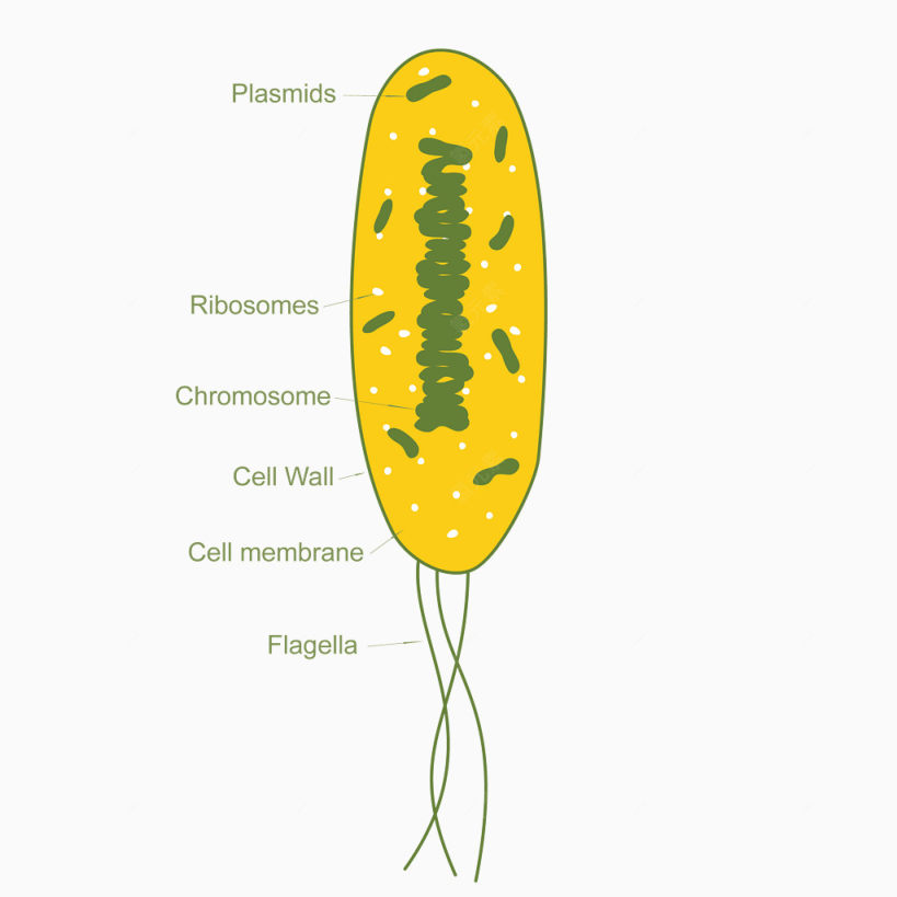 矢量细菌图下载
