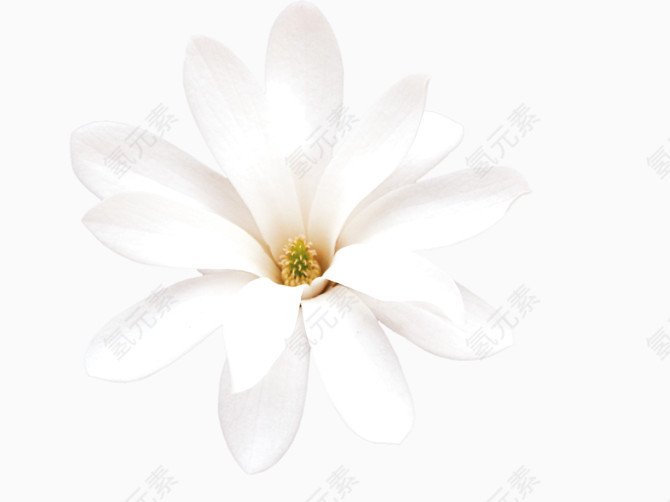 白色白玉兰香兰花