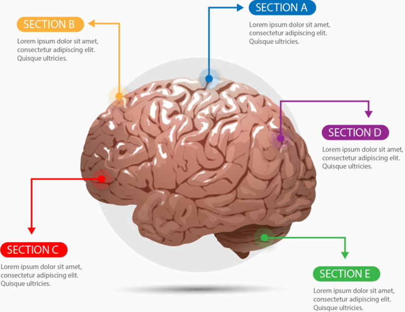 塑料大脑信息图表下载