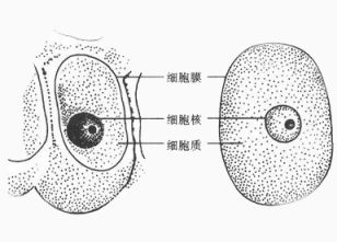 高中生物细胞分解图下载