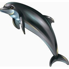 海豚装饰手绘