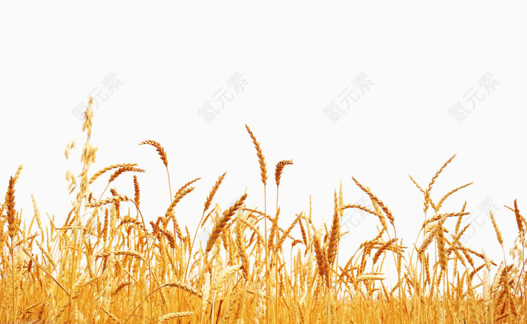 金色稻田