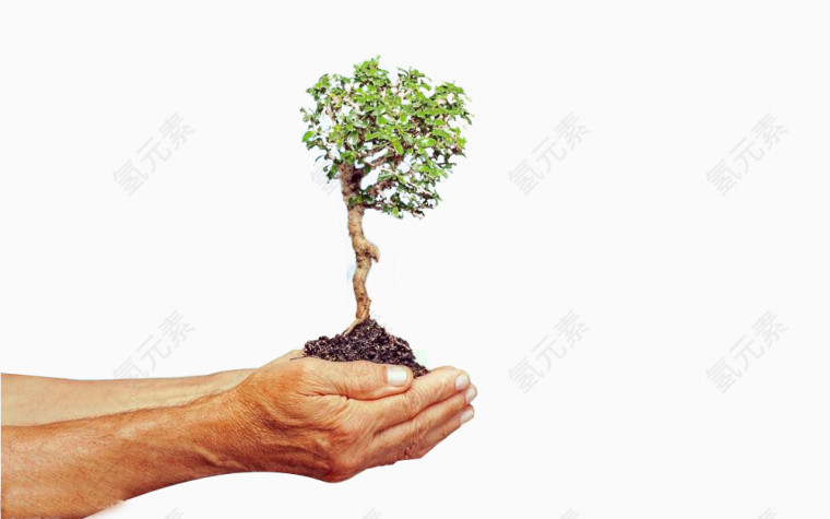 双手呵护树木