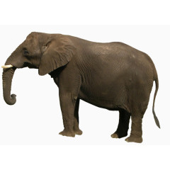 褐色皮肤的亚洲象