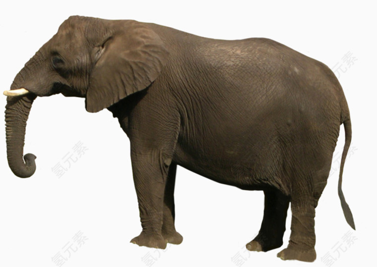 褐色皮肤的亚洲象