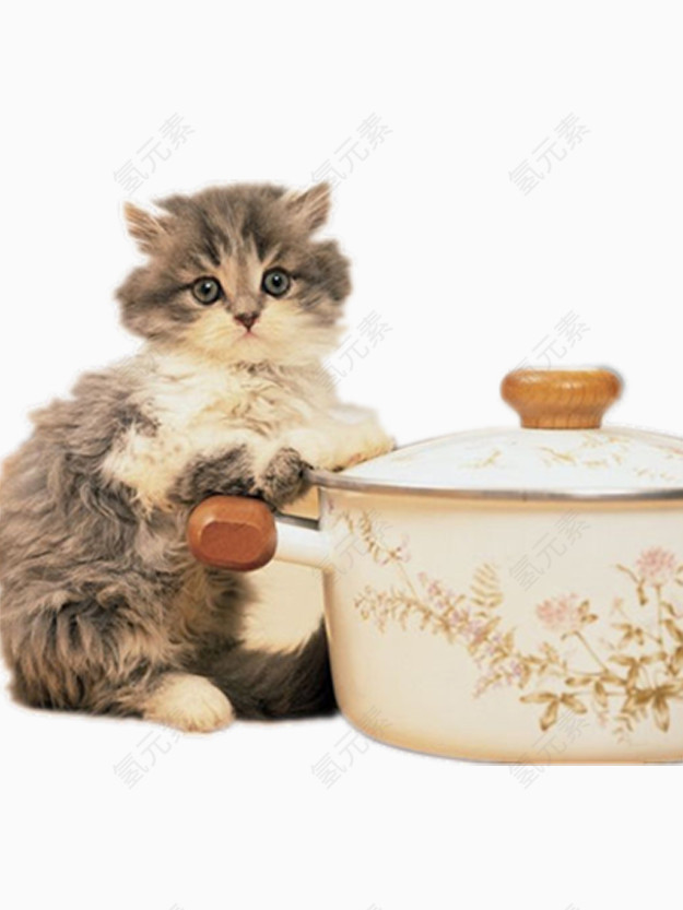 饭锅与猫咪