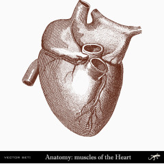 人体心脏肌肉分布