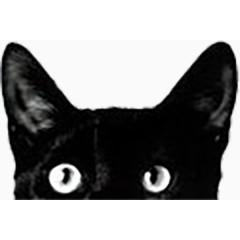 黑色猫猫
