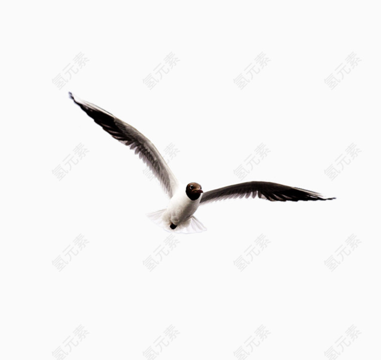 黑色翅膀海鸥