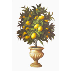 金桔柠檬盆栽油画