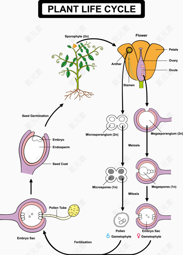 植物的生命周期表示图