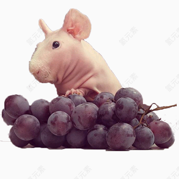 天竺鼠与葡萄