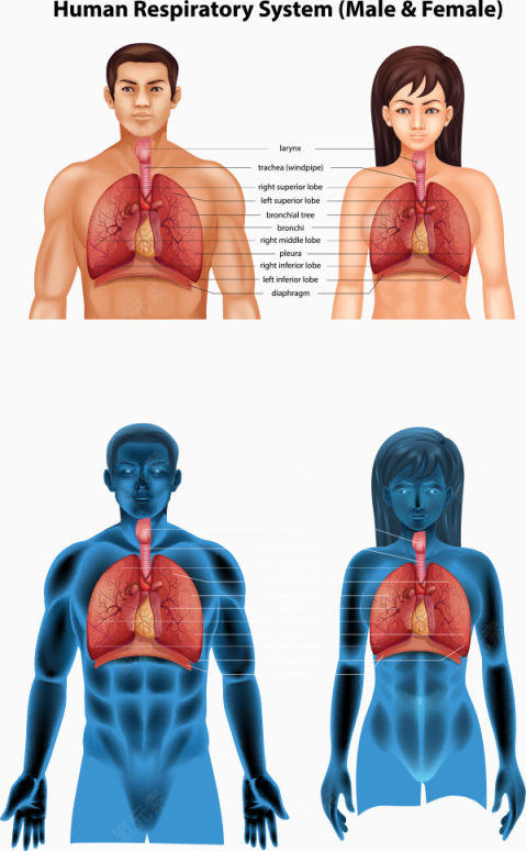 矢量男女人体肺部结构下载