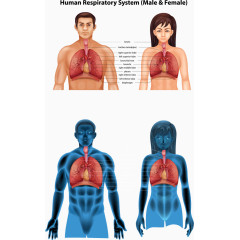矢量男女人体肺部结构