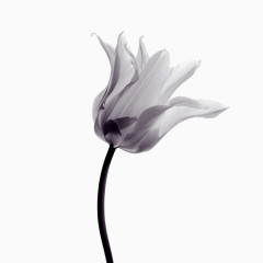 黑白透明花卉