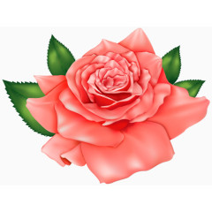 粉红的浪漫玫瑰