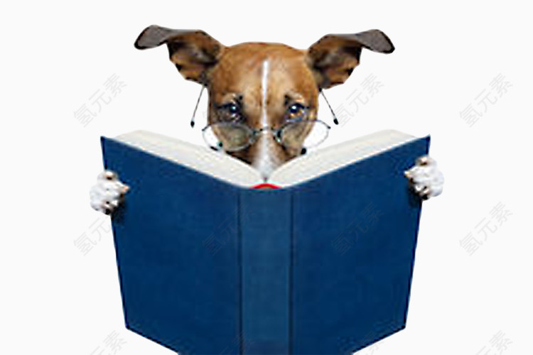 可爱狗狗戴眼镜读书