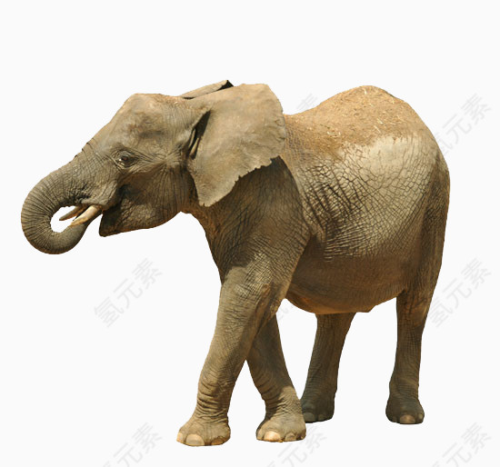 一只卷鼻大象