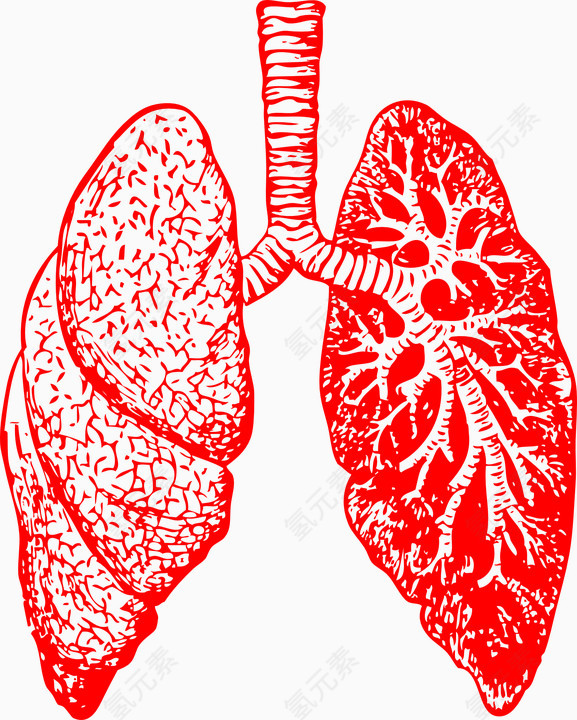 人体器官 肺 解剖