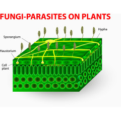 植物真菌寄生图