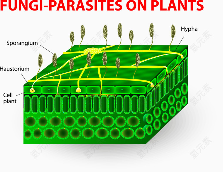 植物真菌寄生图