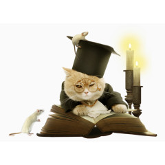 看书的猫博士