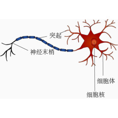 神经元细胞结构