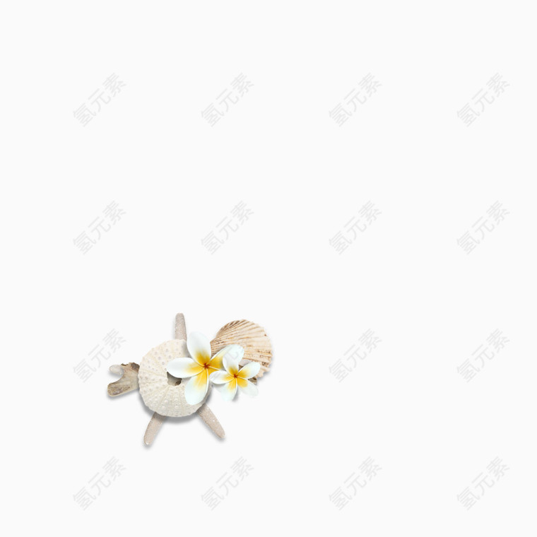 花朵扇贝海星