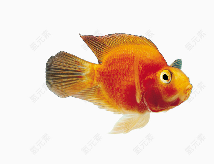 红色身体金鱼