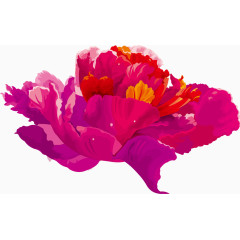 紫红色牡丹花矢量图