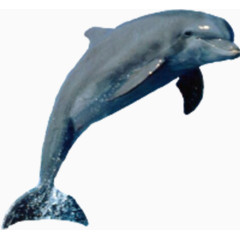 海豚动物