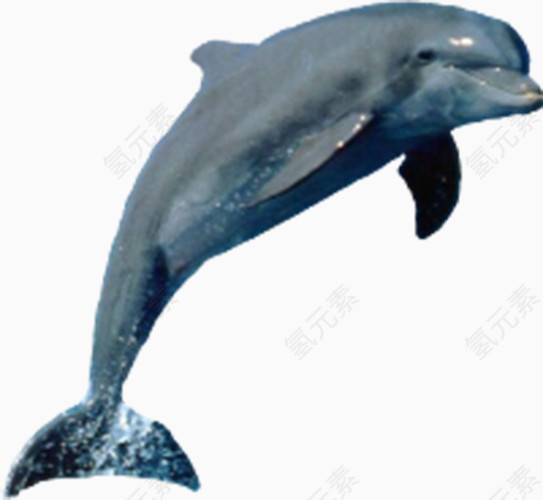 海豚动物