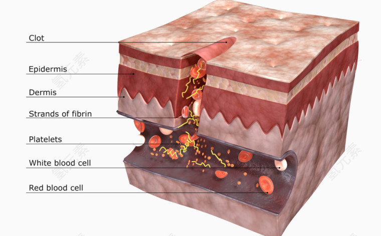 皮肤细胞介绍