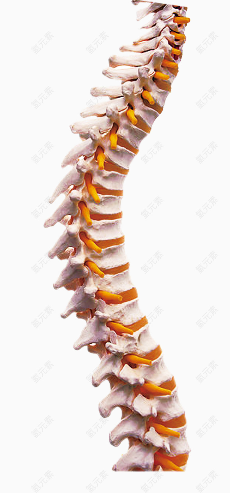 脊柱脊骨模型