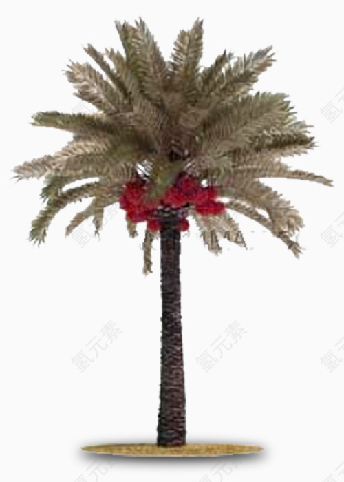 圣诞装饰用椰子树