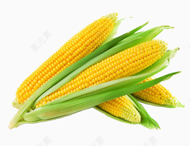 金黄大玉米
