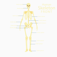 矢量骷髅架