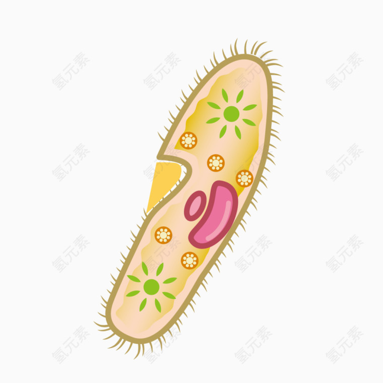 卡通扁豆细胞