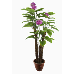 开紫色花的盆栽
