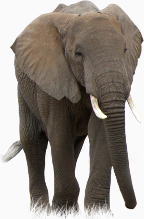 悠然自得的非洲象