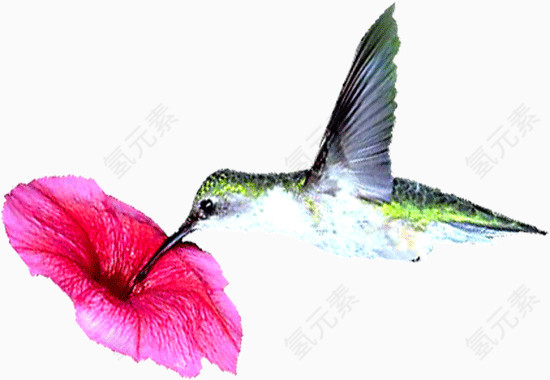鸟儿在花朵旁飞舞