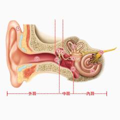 人耳朵内部构造