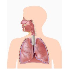 肺器官高清免扣素材