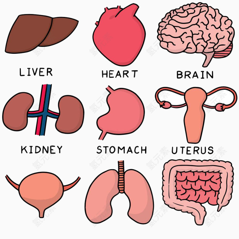 各个器官高清免扣素材
