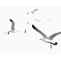 白色简约海鸥飞鸟装饰图案